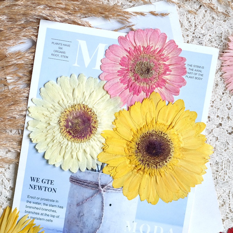1pcs/7-9cm,Pressed Gerbera Dri - Resin Craft Ideas ulasan dan harga